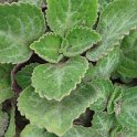 Plectranthus oertendahlii 'Emerald Lace'